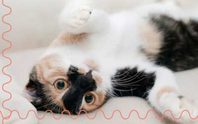 How Much Does a Cat Sitter Cost?