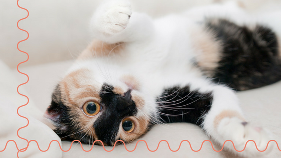 How Much Does a Cat Sitter Cost?