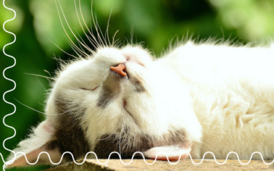 Why We Don’t Do Every Other Day Cat Visits?