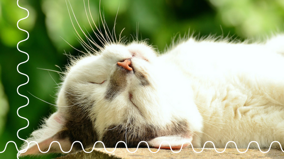 Why We Don’t Do Every Other Day Cat Visits?