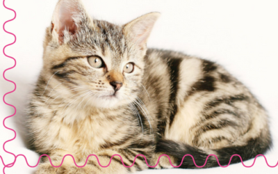 What’s Entailed With A Cat Visit