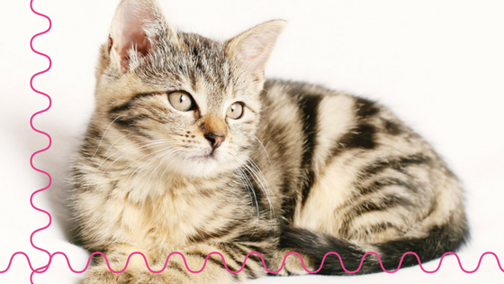 What’s Entailed With A Cat Visit