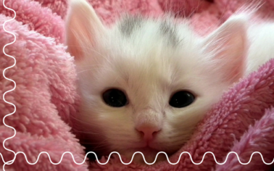 Should I Use A Cattery Or A Cat Sitter?