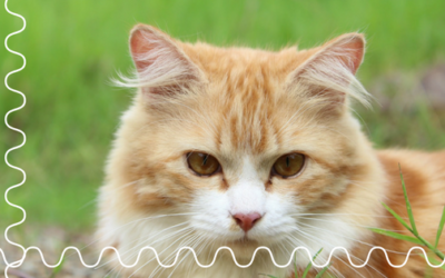 The Benefits of Hiring A Cat Sitter
