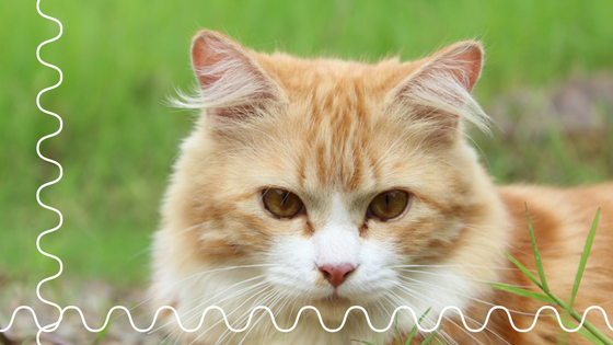 The Benefits of Hiring A Cat Sitter