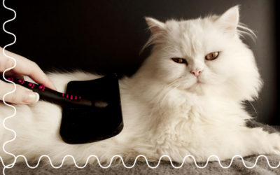 The Problems of Grooming Your Own Cat