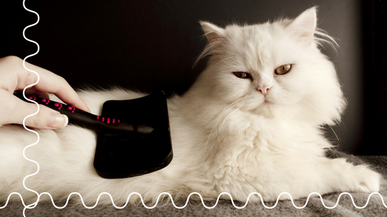 The Problems of Grooming Your Own Cat