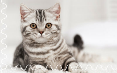The Problem With Using a Cat Sitter For Your Kitty