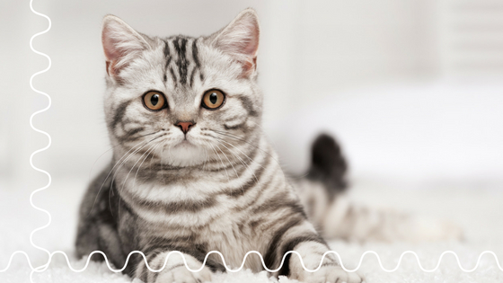 The Problem With Using a Cat Sitter For Your Kitty