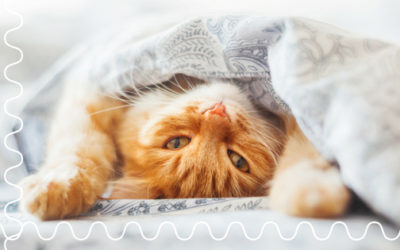 The Problems with Using a Cattery