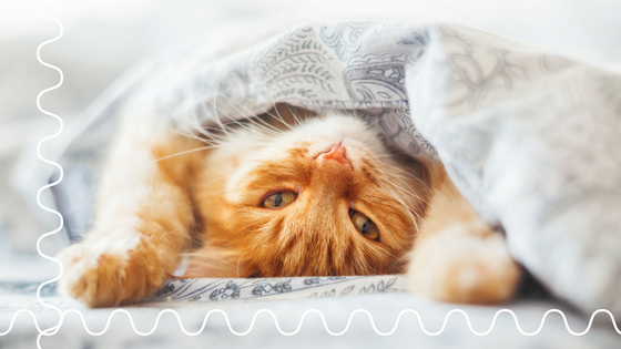 The Problems with Using a Cattery